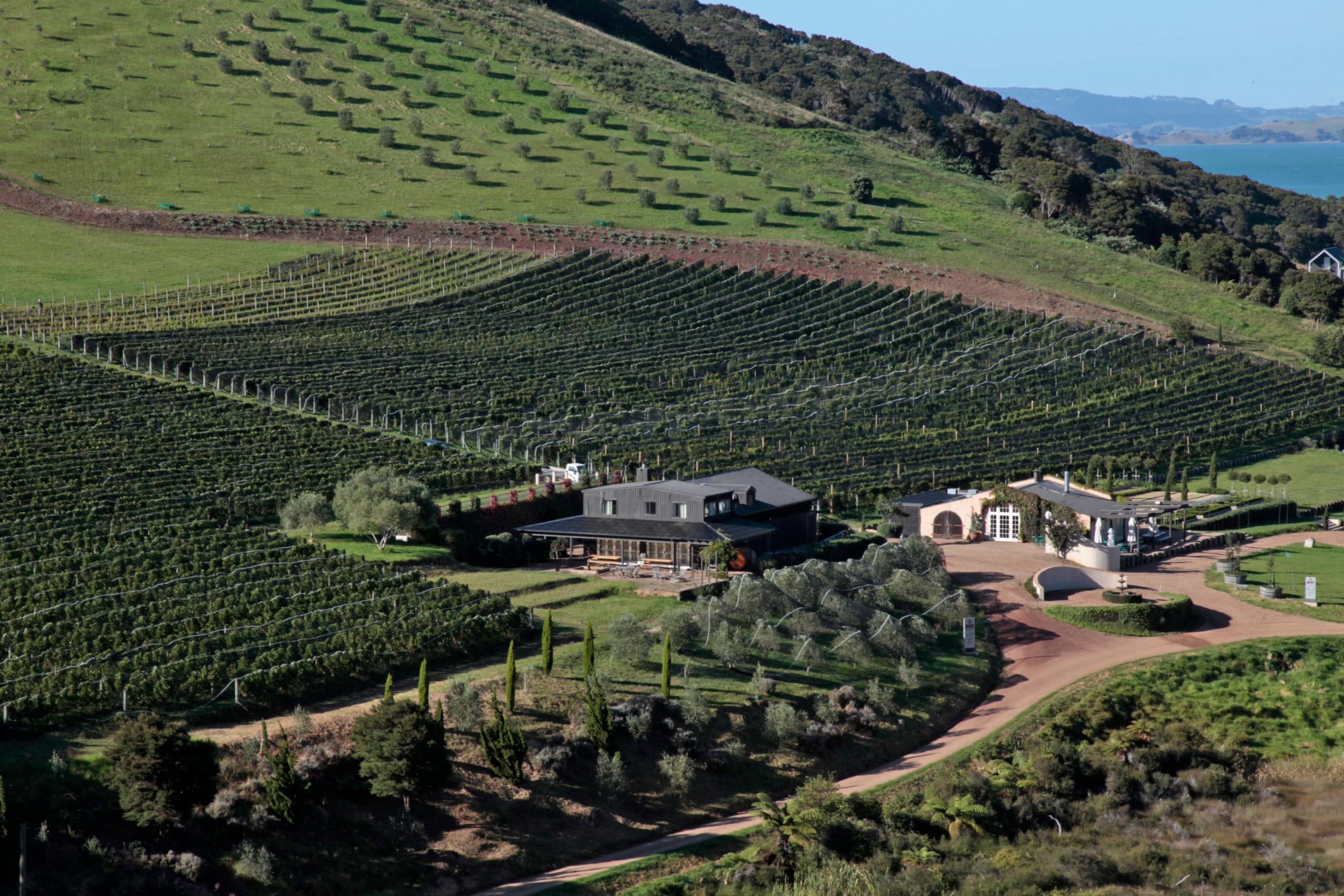 Vineyard on Waiheke Island